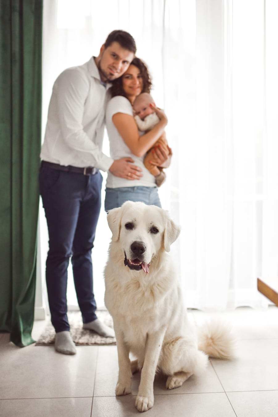 Owczarek podhalański i rodzina z niemowlęciem sesja w domu