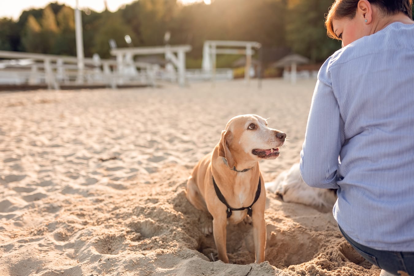 Pies kopie dziurę na plaży sesja rodzinna z psami