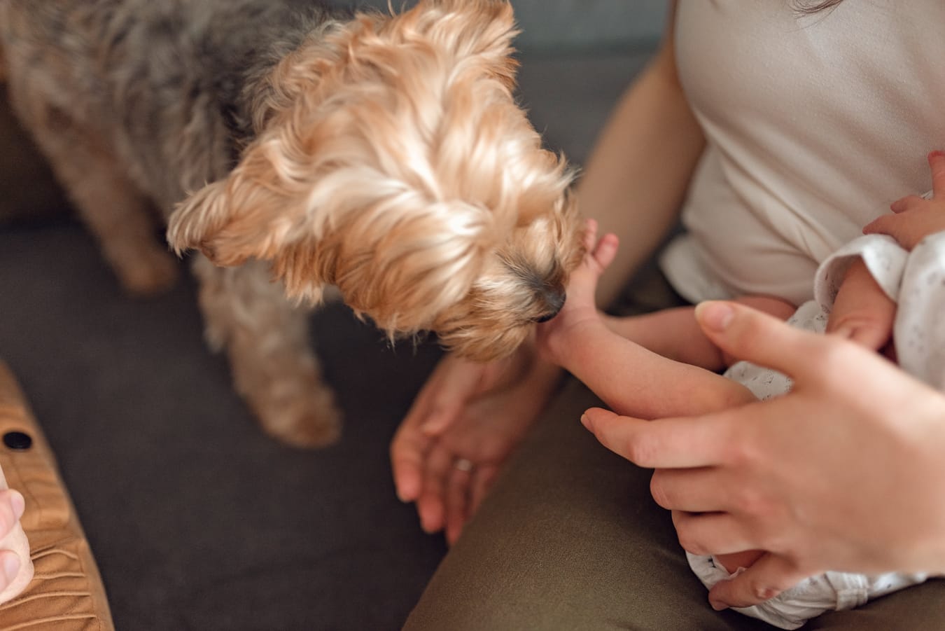 Pies liżący stópki noworodka w trakcie domowej sesji noworodkowej.