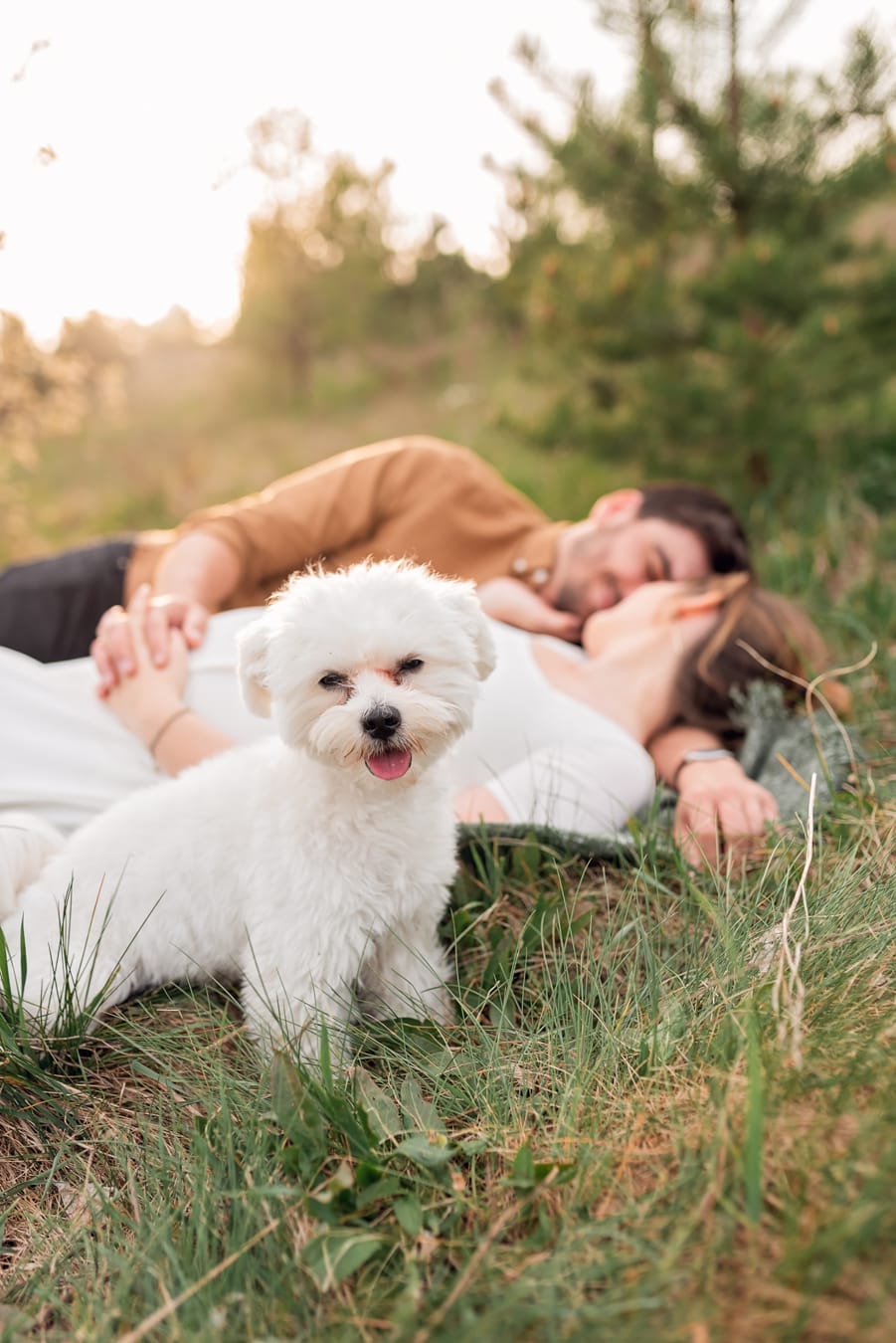 Para na kocu na łące zachód słońca sesja ciążowa