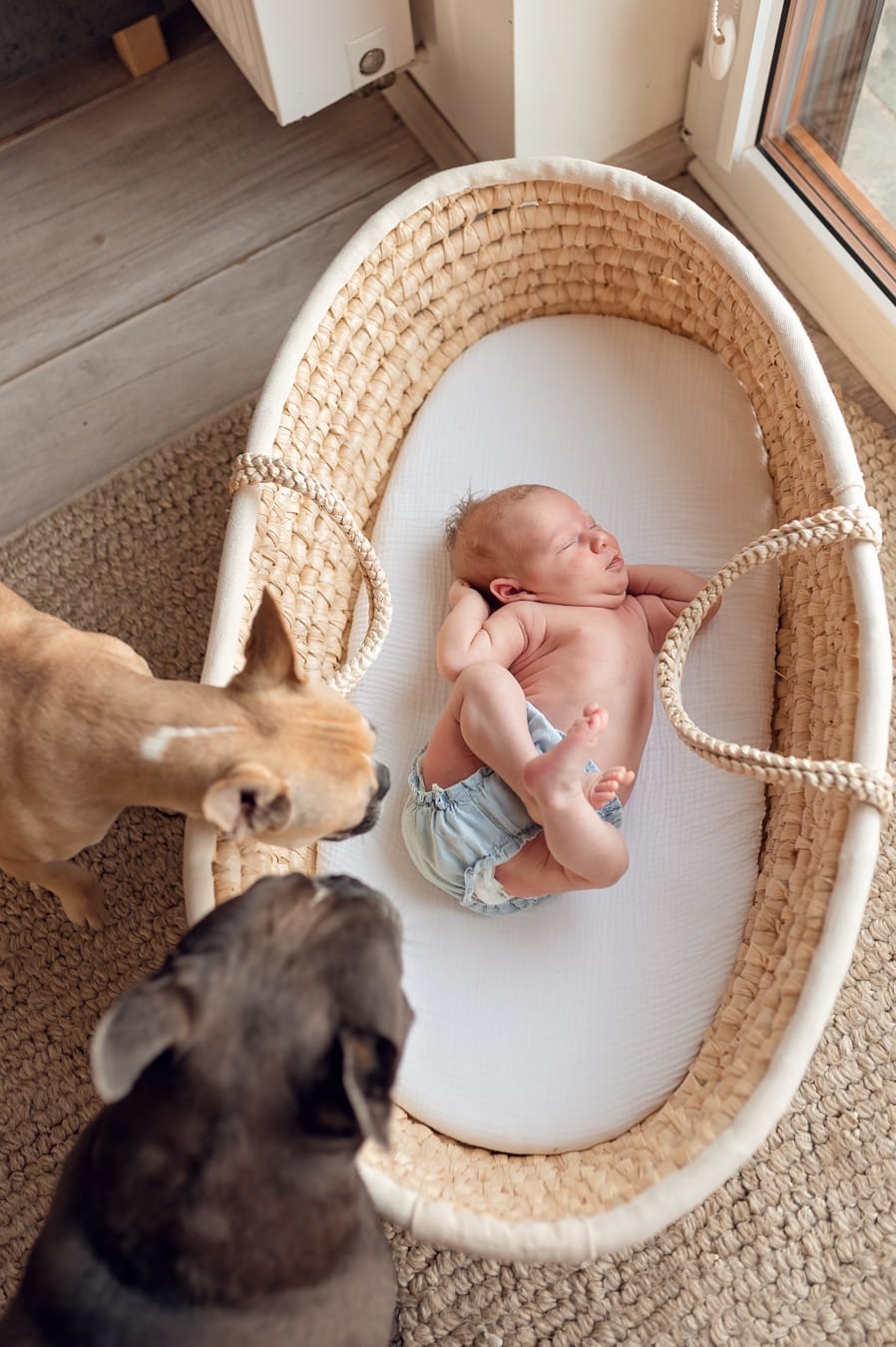 Psy zaglądają do noworodka sesja noworodkowa z psem Trójmiasto