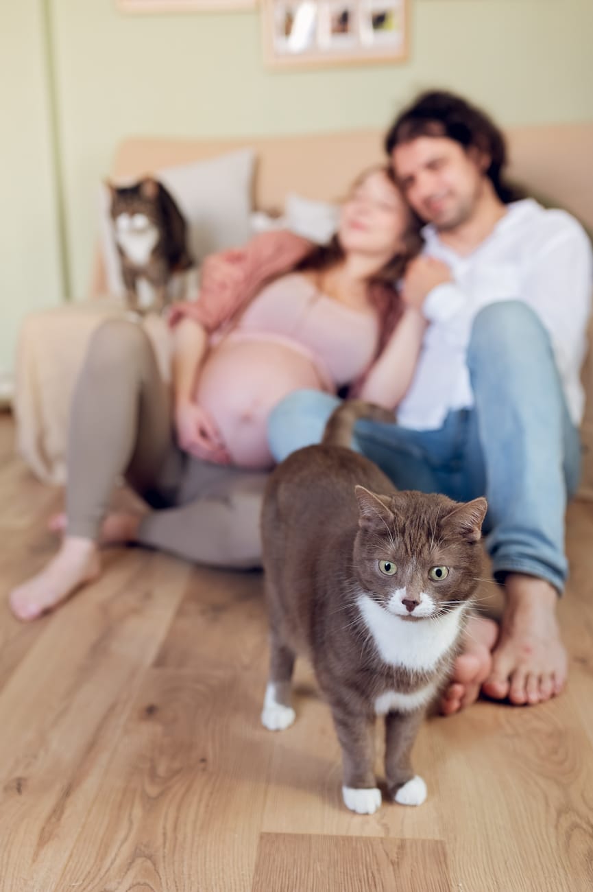 Kot zagląda do obiektywu sesja ciążowa w domu