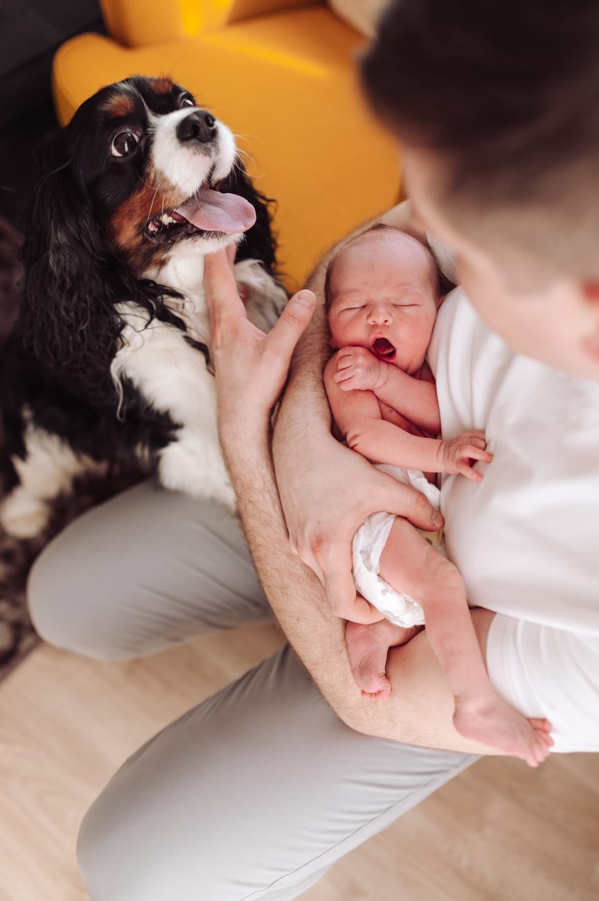 Pies patrzy na tatę z noworodkiem sesja z psem w domu