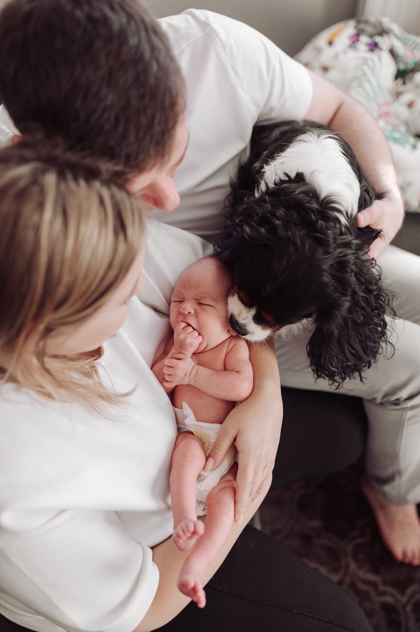 Pies wącha noworodka sesja noworodkowa z psem Gdynia