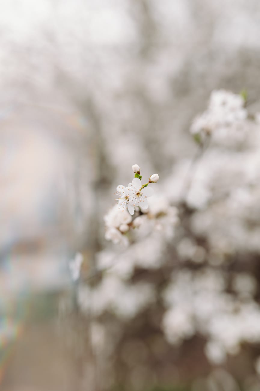 Kwitnące drzewko wiosna Gdynia sesja dziecięc