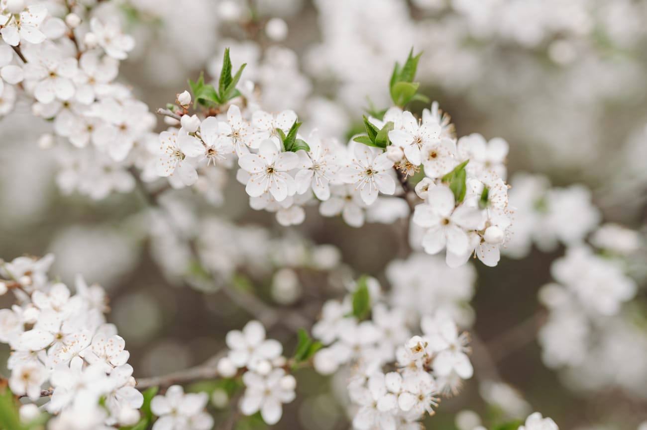 Kwiaty na drzewie wiosna sesja dziecięca w plenerze