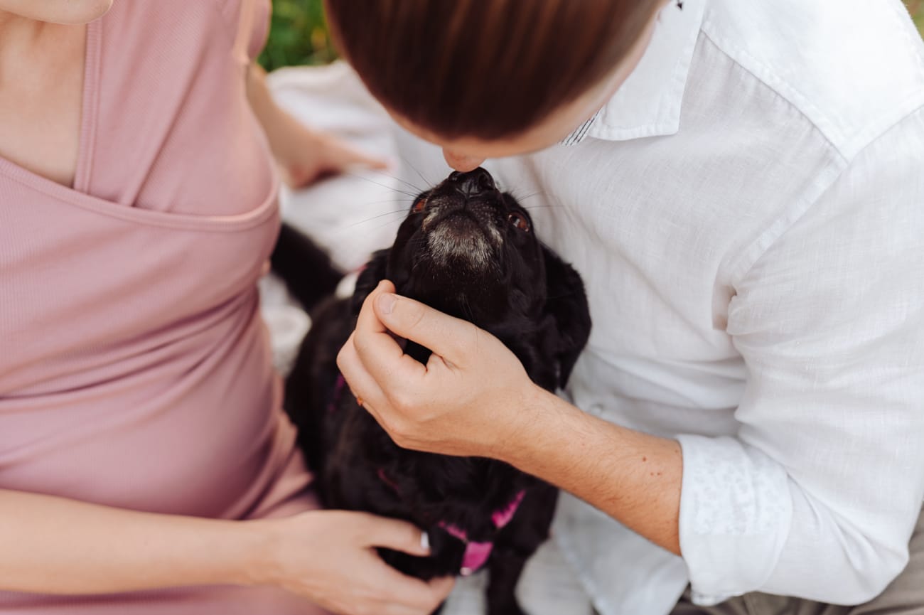 Pies na łące sesja ciążowa z psem Gdynia