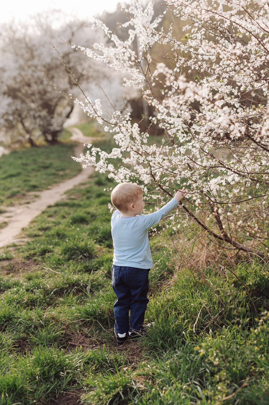 Chłopiec przy kwitnącym drzewku wiosenna sesja rodzinna